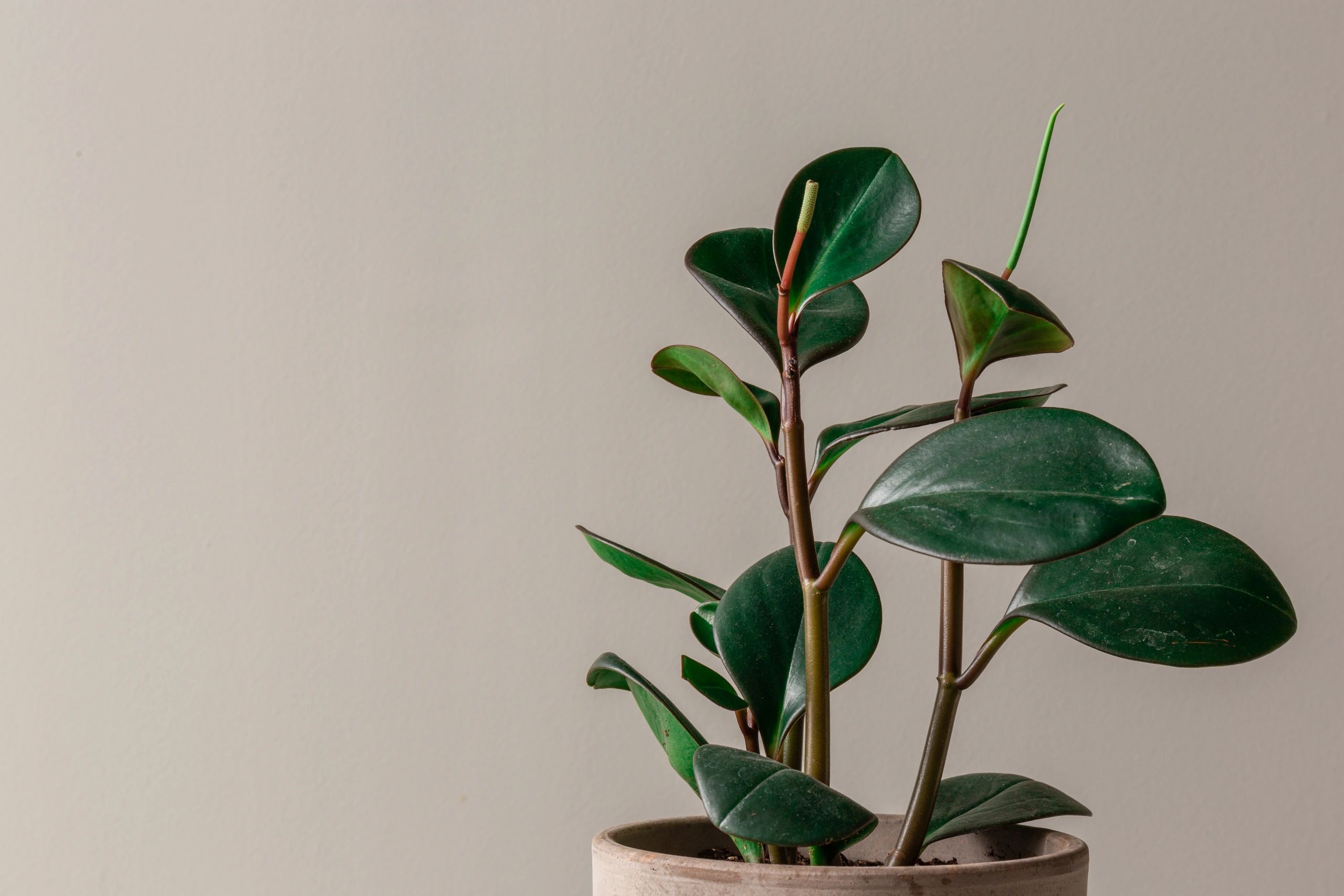 Minimal plant image symbolizing care and grounded privacy practices