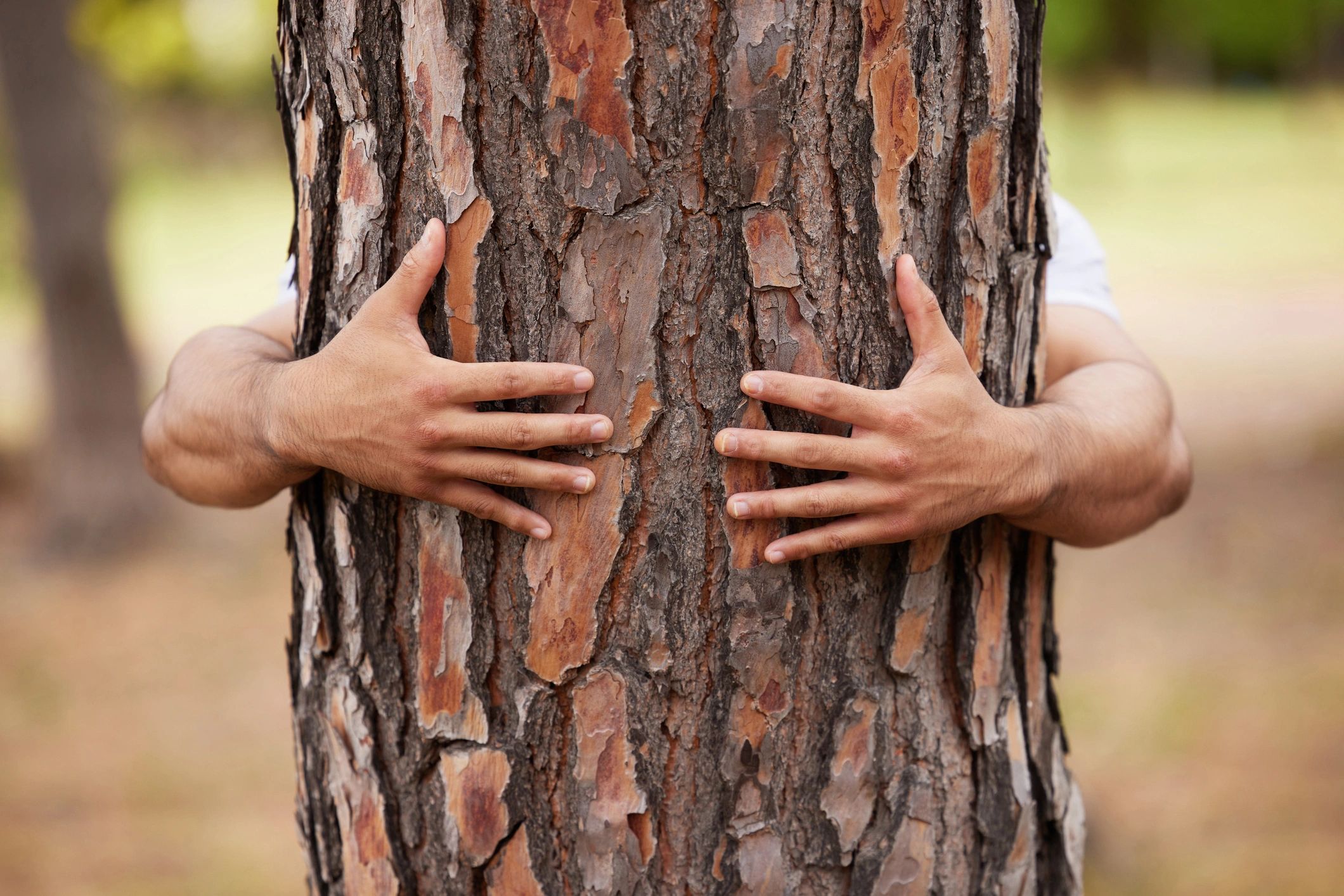 Person embracing a tree in a peaceful wooded setting