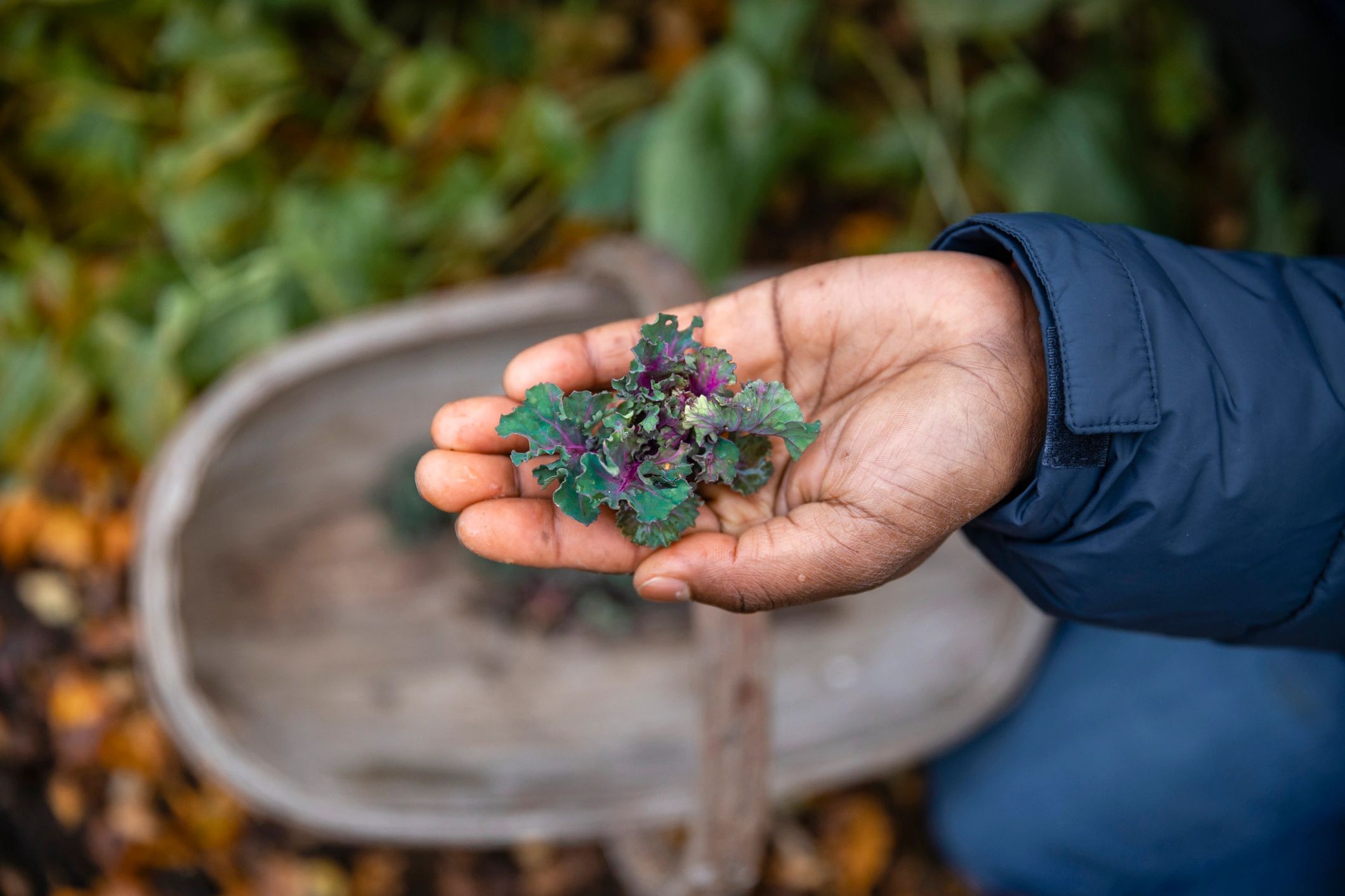Hands holding fresh kale on a community farm